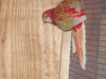 femelle omnicolore rubino.JPG