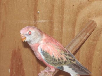 bourke fallow.JPG