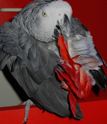 plume rouge un.jpg