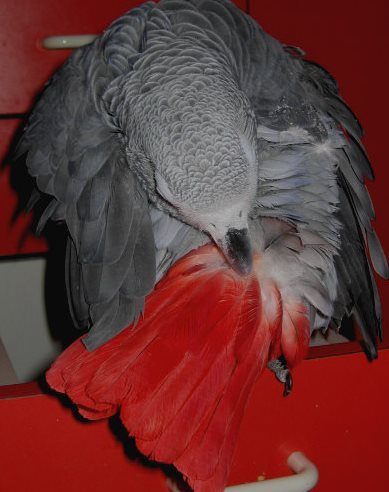 plume rouge six.jpg