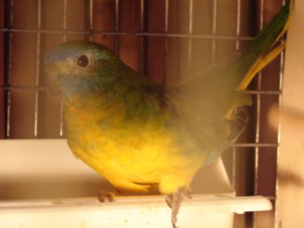 Photo oiseaux 001.jpg