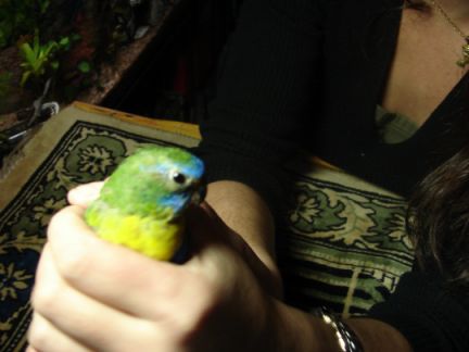 Photo oiseaux 004.jpg