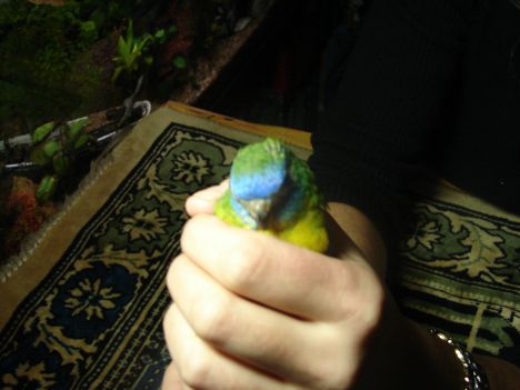 Photo oiseaux 005.jpg