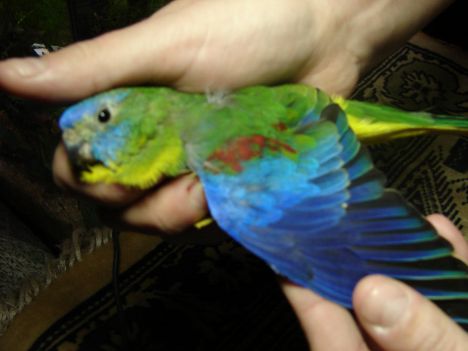 Photo oiseaux 003.jpg