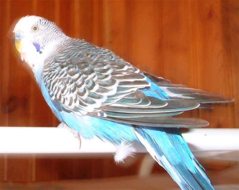 perruche-bleue.jpg