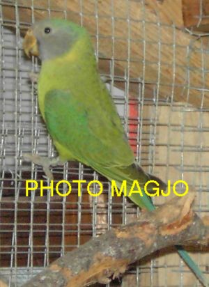 mÃ¢le tÃªte de prune 2005.JPG