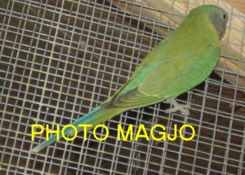 jeune mÃ¢le tÃªte de prune 2005.JPG