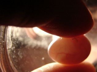 Photo oiseaux 067.jpg