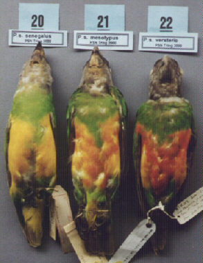 you senegalus les trois.jpg