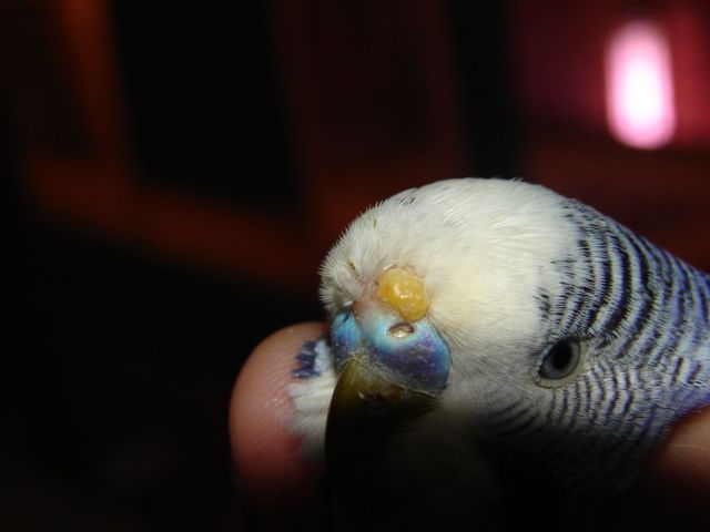 Photo oiseaux 297.jpg