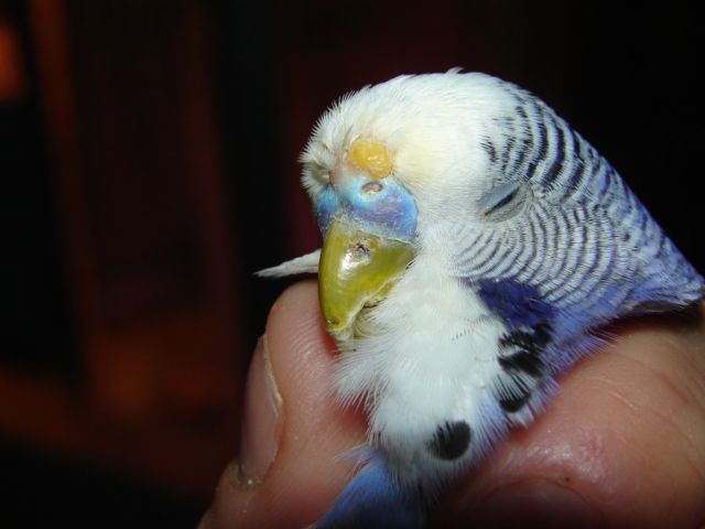 Photo oiseaux 298.jpg