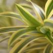 dracaena.jpg