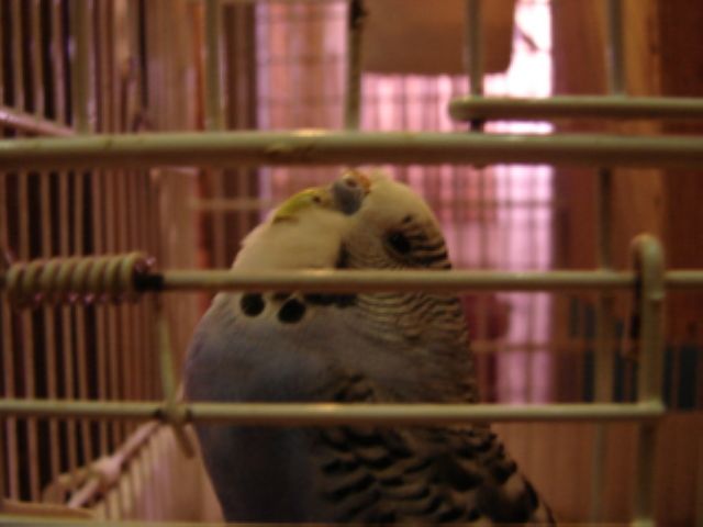 Photo oiseaux 301.jpg