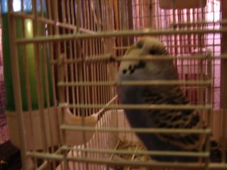 Photo oiseaux 299.jpg