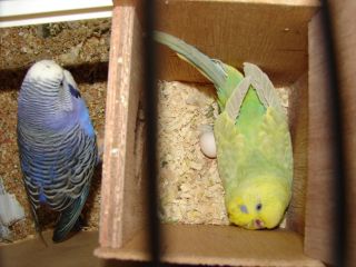 Photo oiseaux 120.jpg