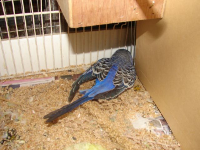 Photo oiseaux 310.jpg