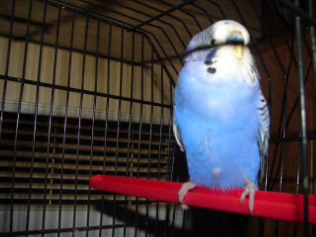 Photo oiseaux 315.jpg