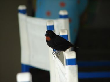 rouge gorge 2.jpg