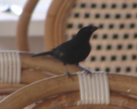 rouge gorge1.jpg