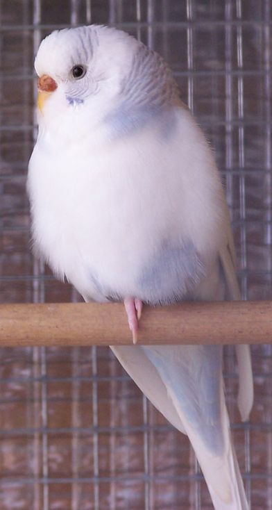 blanc.jpg