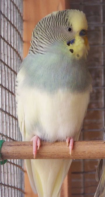 jaune gris.jpg