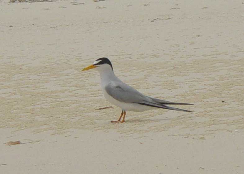 sterna antillarum.jpg