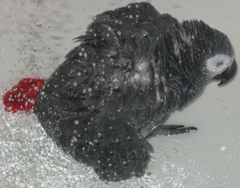 pluie deux.jpg