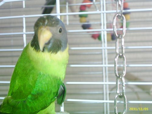 TDP bain 2 forum.jpg