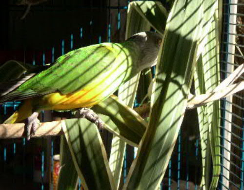 forÃªt presque vierge.JPG