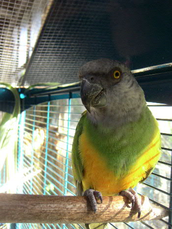 menu gastro, tous les jours !!!.JPG