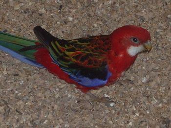 mÃ¢le omnicolore opaline.JPG