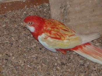 femelle omnicolore rubino.JPG