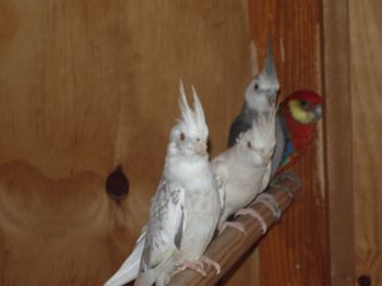 femelle calo albino.JPG