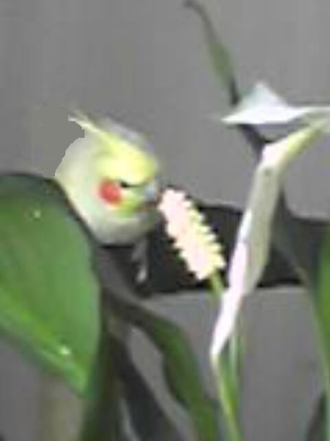 sunflower jardinier.jpg