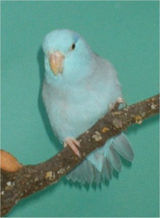 cÃ©leste bleu1.jpg