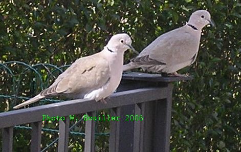 Tourterelles 2006 2.jpg