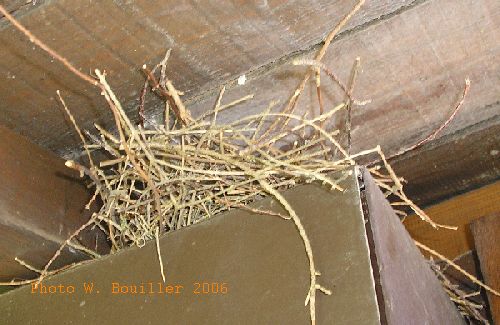 nid tourterelles.jpg