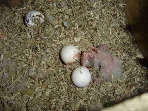 youyou cpl 2 19-04-06 002.jpg