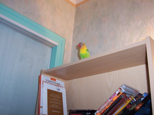 000_0081_resize.JPG