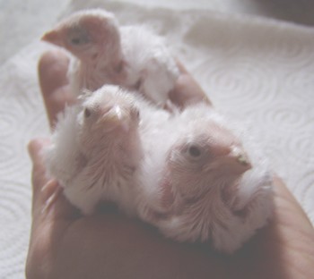 bebes2.jpg
