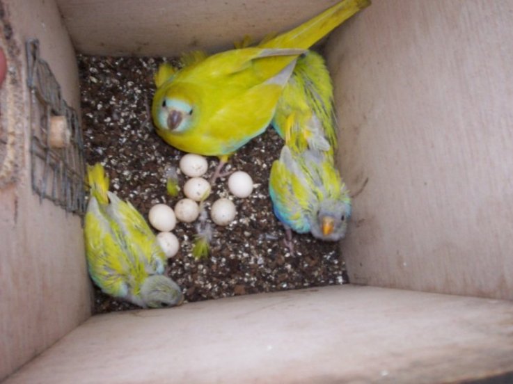 jeunes turq jaune  + mÃ¨re.jpg