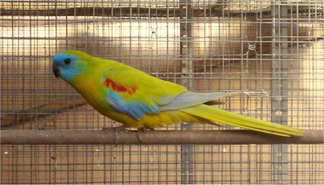 turq jaune mÃ¢le.jpg