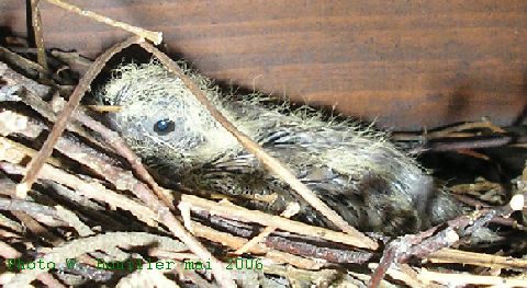 Tourterelle truque 14 05 2006 1.jpg