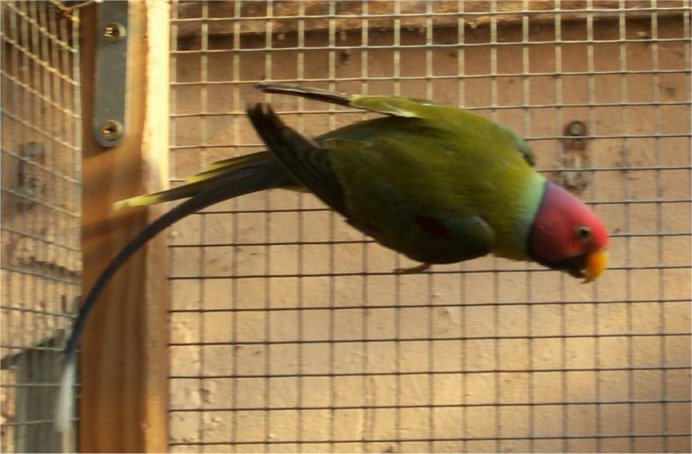 tp gris-vert mÃ¢le.jpg