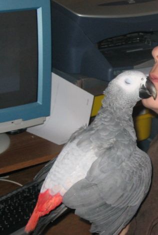 kiwi.jpg
