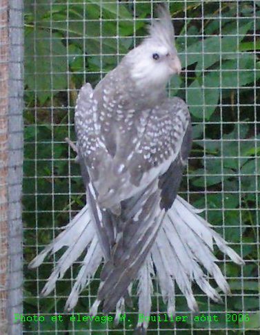 Jeune opaline FB.jpg