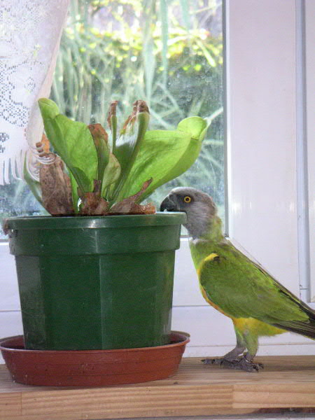 je sais reconnaitre les plantes.JPG