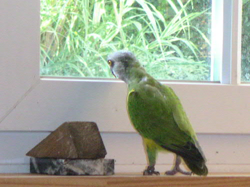 toujours à côté de la fênetre.JPG