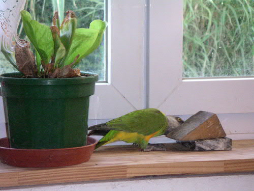 j'aime bien les jeux de construction.JPG