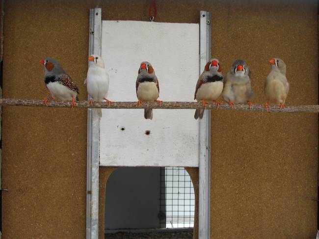 mandarins1.jpg